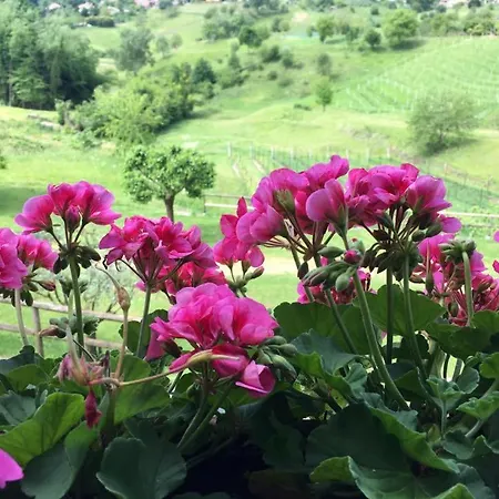 Farm stay Agriturismo Al Capitello *
